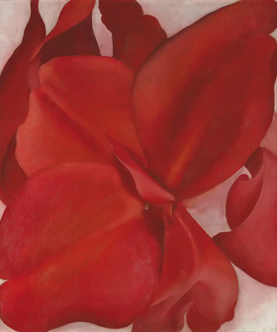 Red cannas
